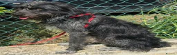 Meticcio cani in regalo: Efrem 1 anno taglia media contenuta  - Annuncio 5