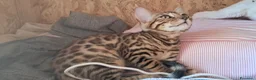 Bengala gatti in vendita: Bengala cuccioli con pedegree a Provincia di Como - Annuncio 13