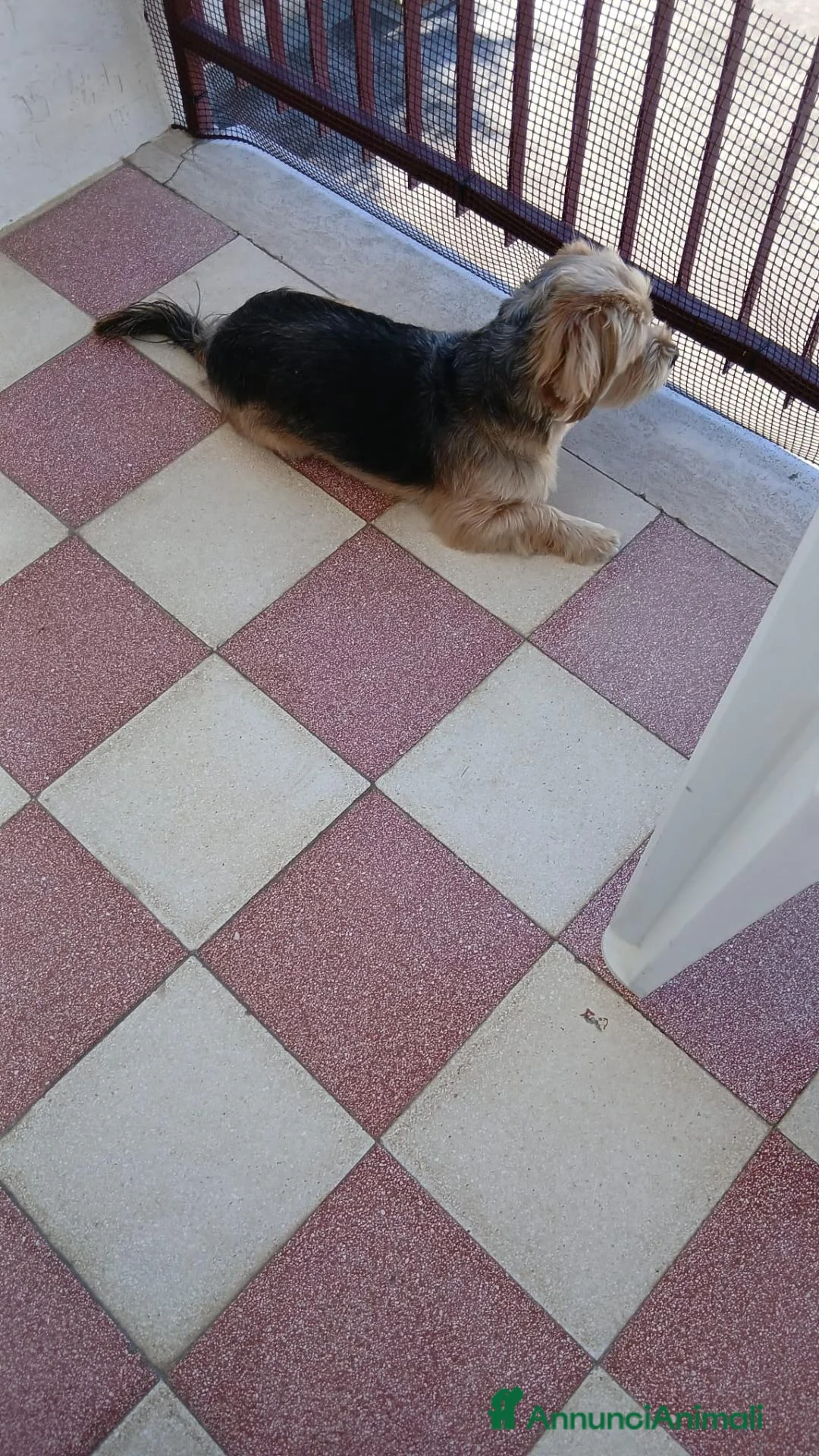 Meticcio cani in regalo: Razza Monkie a Provincia di Chieti - Annuncio 2