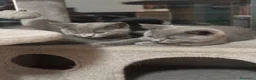 British gatti in vendita: Cuccioli British-Scottish - Annuncio 2