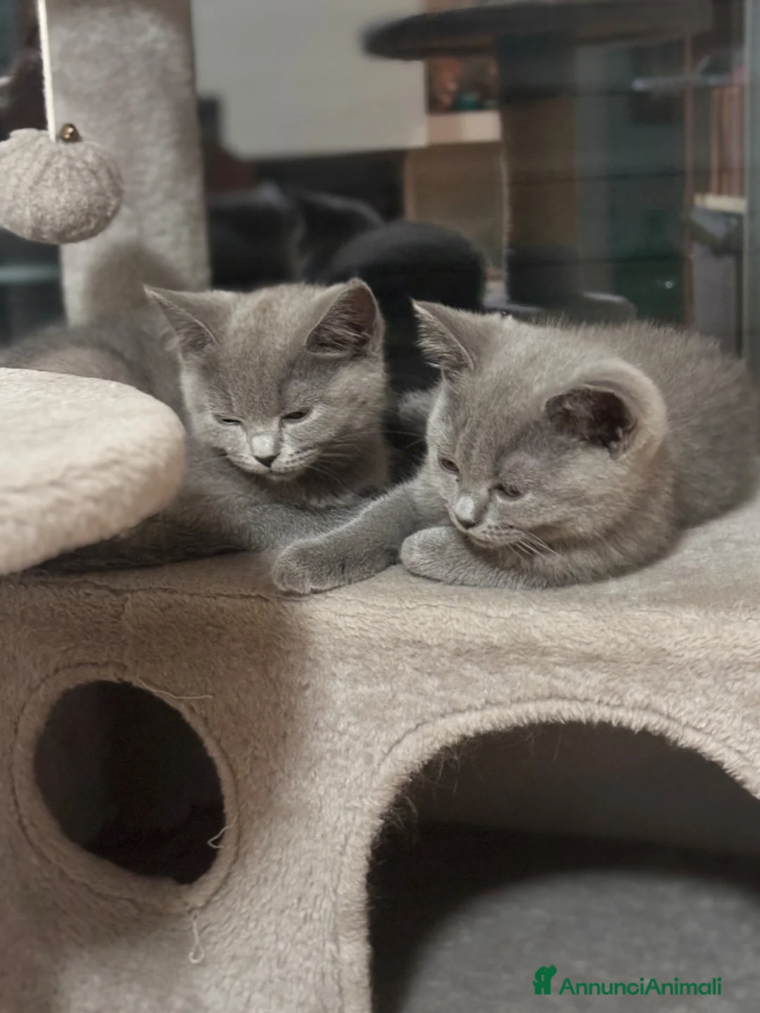 British gatti in vendita: Cuccioli British-Scottish - Annuncio 2