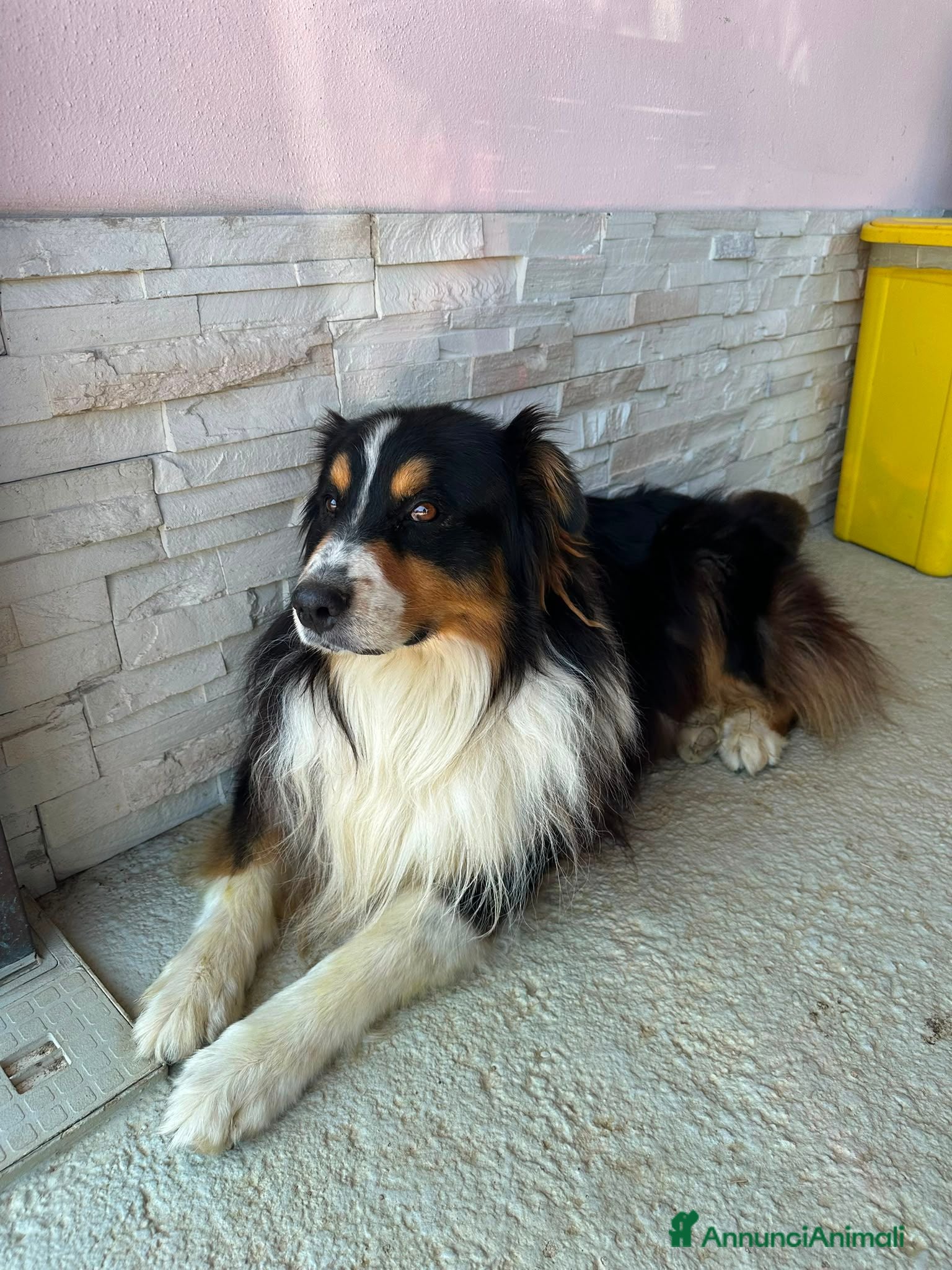 Australian Shepherd cani  Australian Shepherd cerca femmina - Annuncio 34