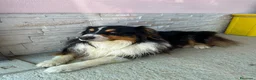 Australian Shepherd cani per accoppiamento:  Australian Shepherd cerca femmina a Provincia di Perugia - Annuncio 1