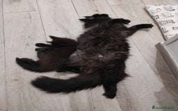 Maine Coon gatti in vendita: Maine Coon black smoke a Provincia di Massa e Carrara - Immagine 6