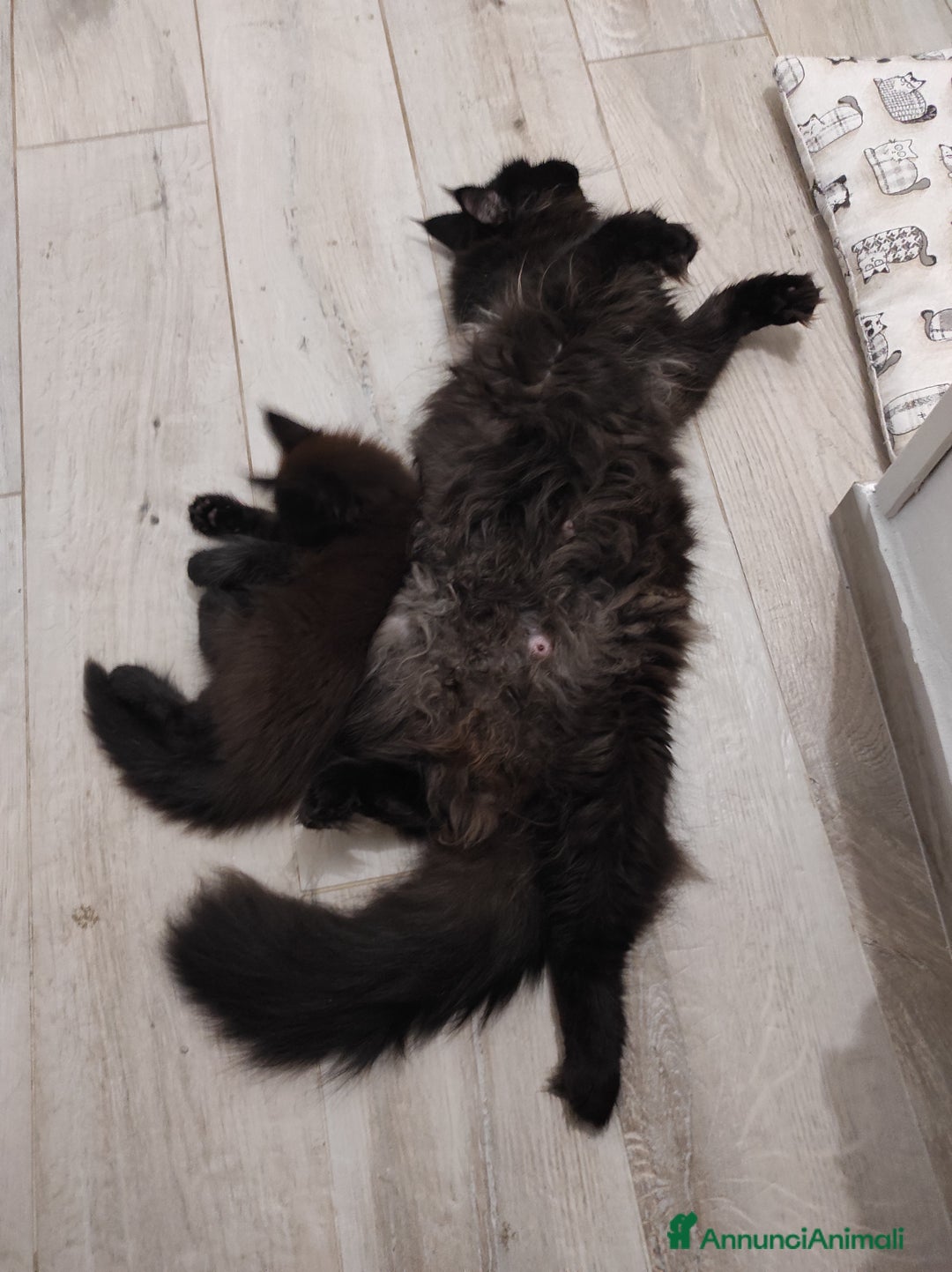 Maine Coon gatti in vendita: Maine Coon black smoke a Provincia di Massa e Carrara - Immagine 6