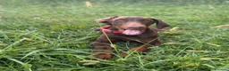 Dobermann cani in vendita: Dobermann maschio marrone fiammato a Provincia di Lecco - Annuncio 10