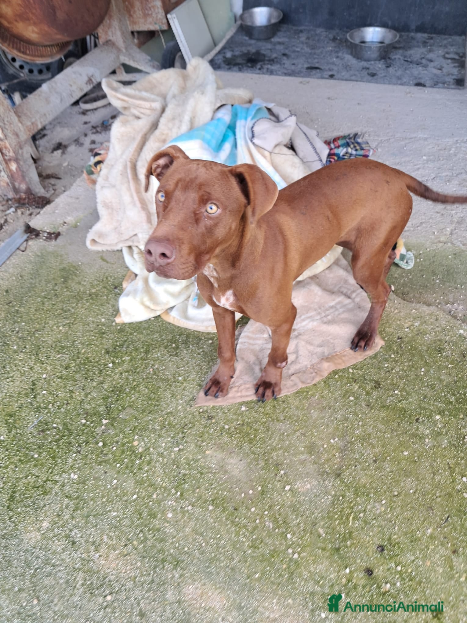 Meticcio cani BAYLES cucciolo mix pit/bracco - Annuncio 2