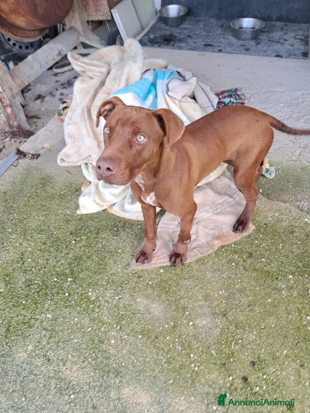 Meticcio cani in regalo: BAYLES cucciolo mix pit/bracco - Annuncio 2