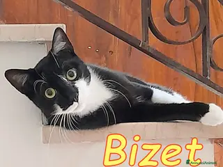 Europeo gatti BIZET GATTINO DAL CUORE D ORO - Annuncio 5