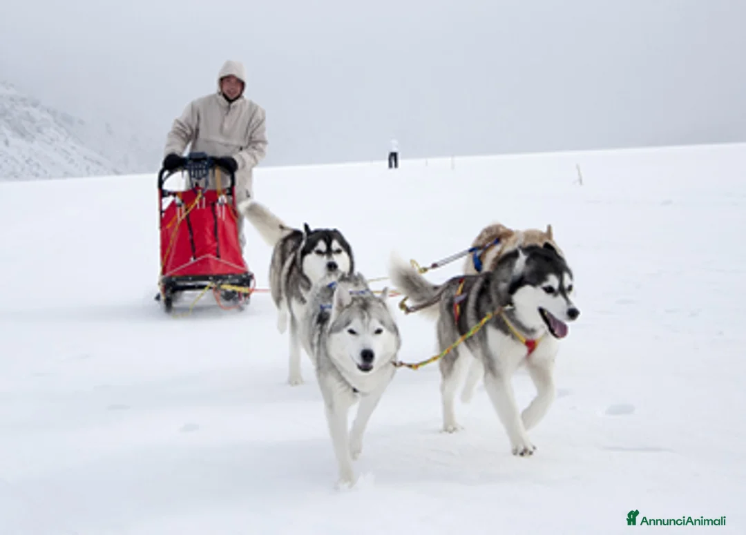 Immagine della galleria {{count}}