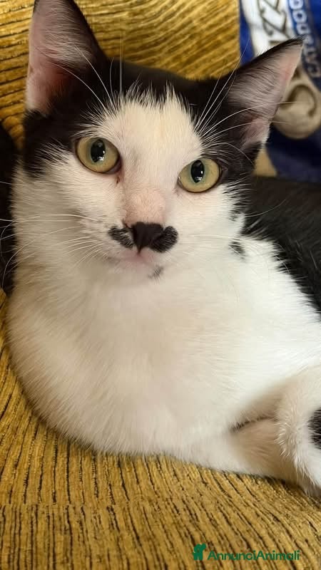 Europeo gatti in regalo: Lucy la micina con i baffetti - Annuncio 6