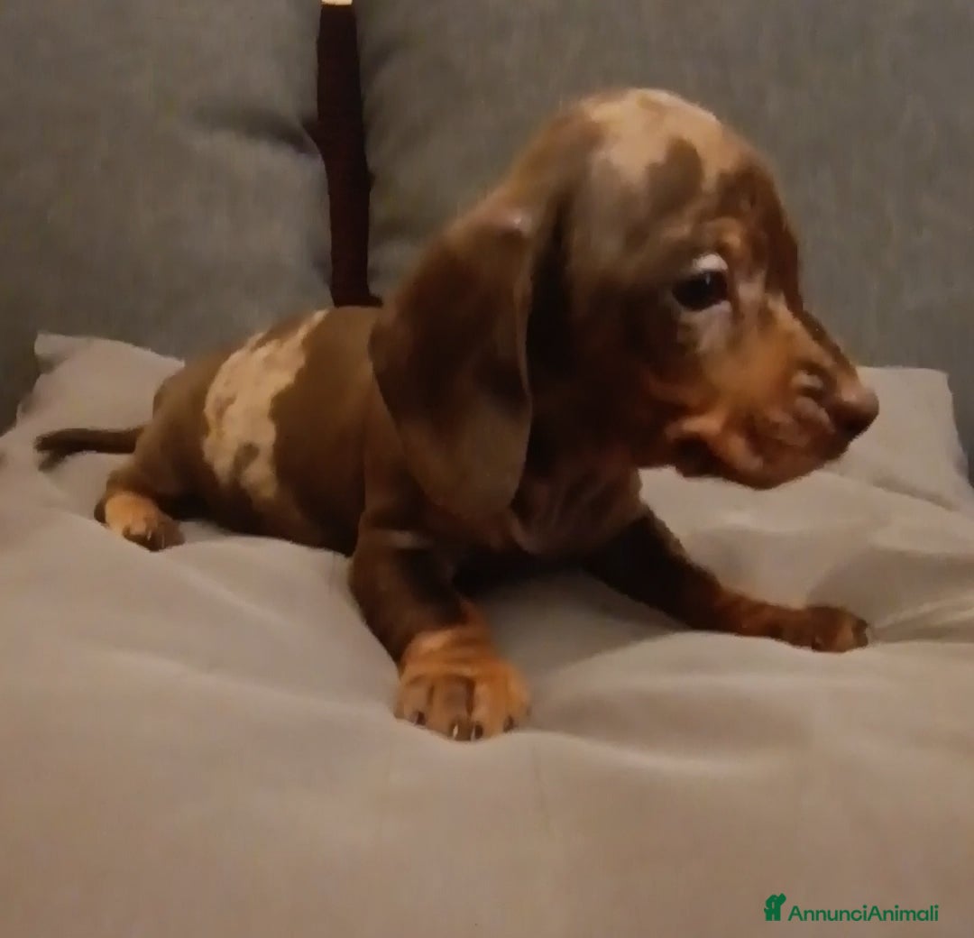 Bassotto cani Bassotti con Pedigree Enci - Annuncio 2