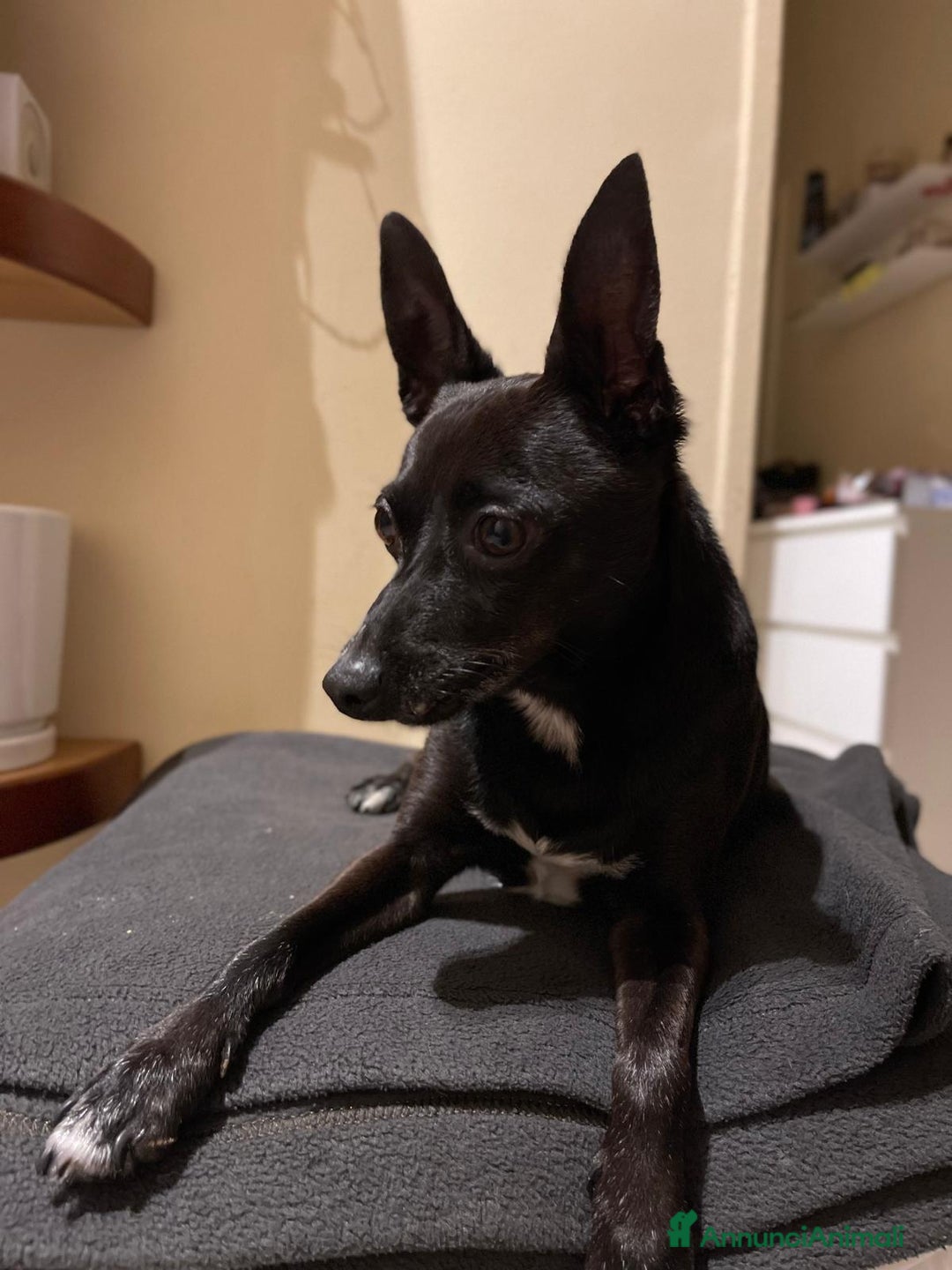 Pinscher Miniatura cani in regalo: Chicco pinscher molto tranquillo e coccolone - Annuncio 21