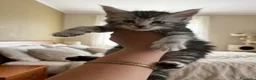 Maine Coon gatti in vendita: Cuccioli Maine coon - Annuncio 7