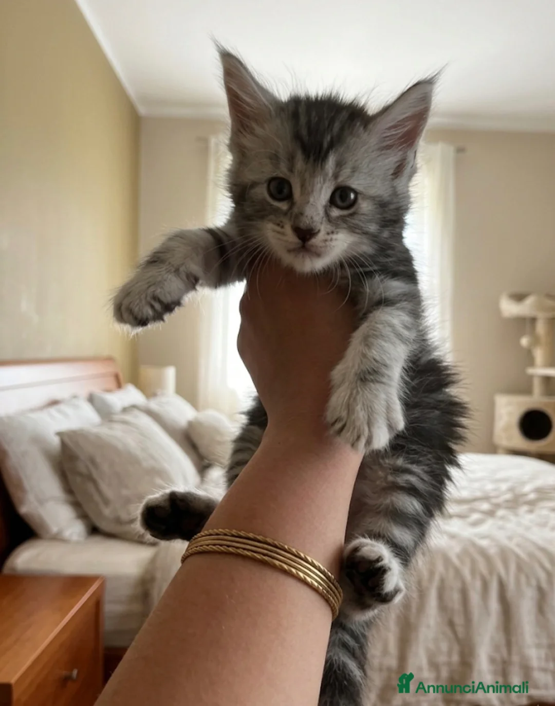 Maine Coon gatti in vendita: Cuccioli Maine coon - Annuncio 7