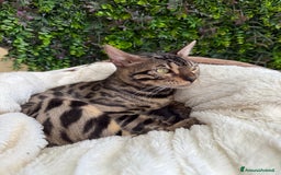 Bengala gatti in vendita: Gattina bengala colorazione WILD a Rome - Immagine 12
