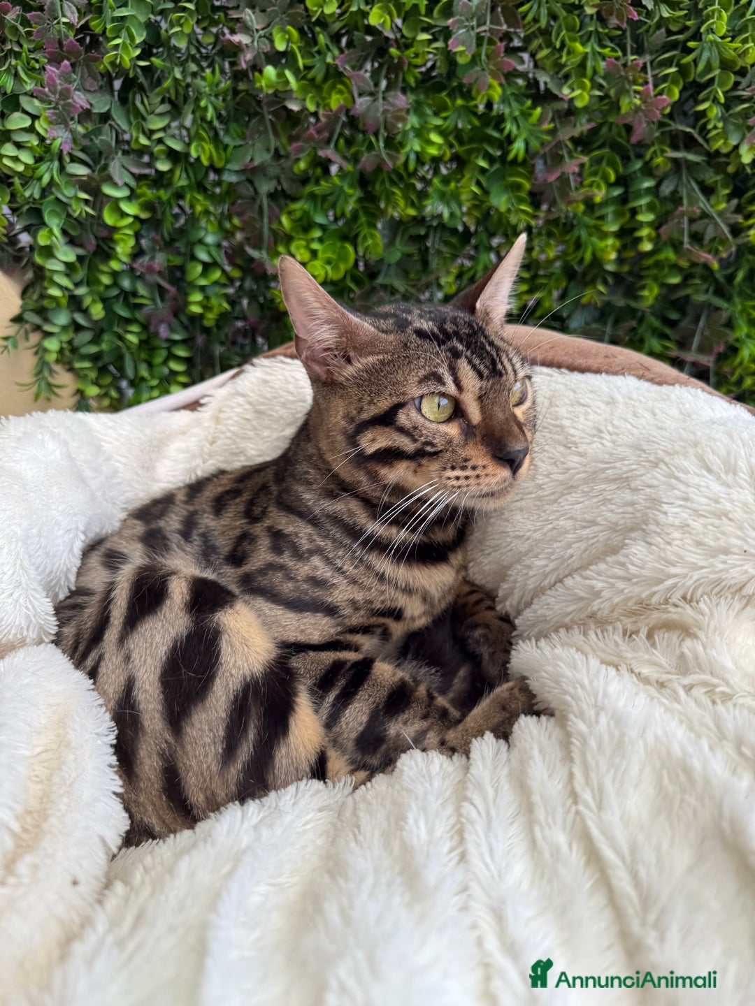 Bengala gatti in vendita: Gattina bengala colorazione WILD a Rome - Immagine 12