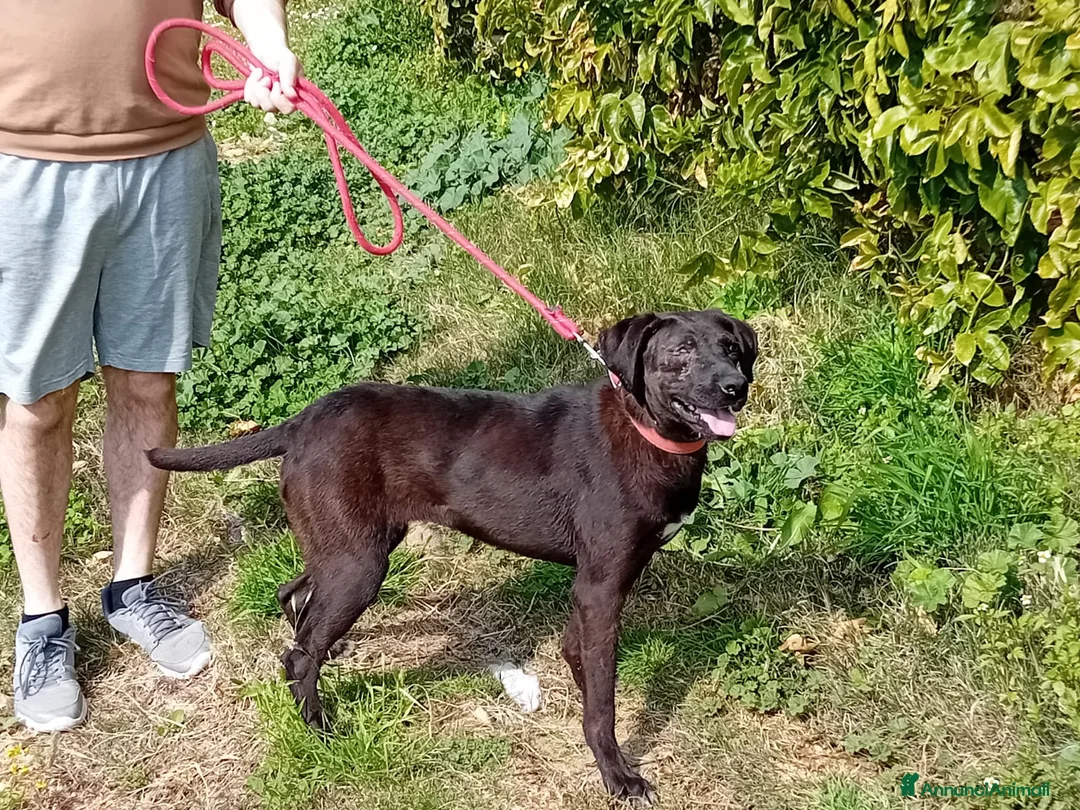 Meticcio cani in regalo: Lucy, una dolcissima simil Labrador - Annuncio 3