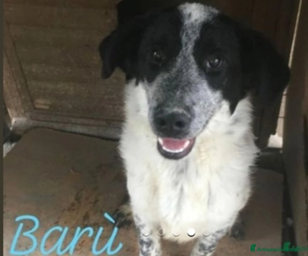 Meticcio cani in regalo: Da oltre 4anni in box..mai 1richiesta! Calabria a Città Metropolitana di Milano - Annuncio 5