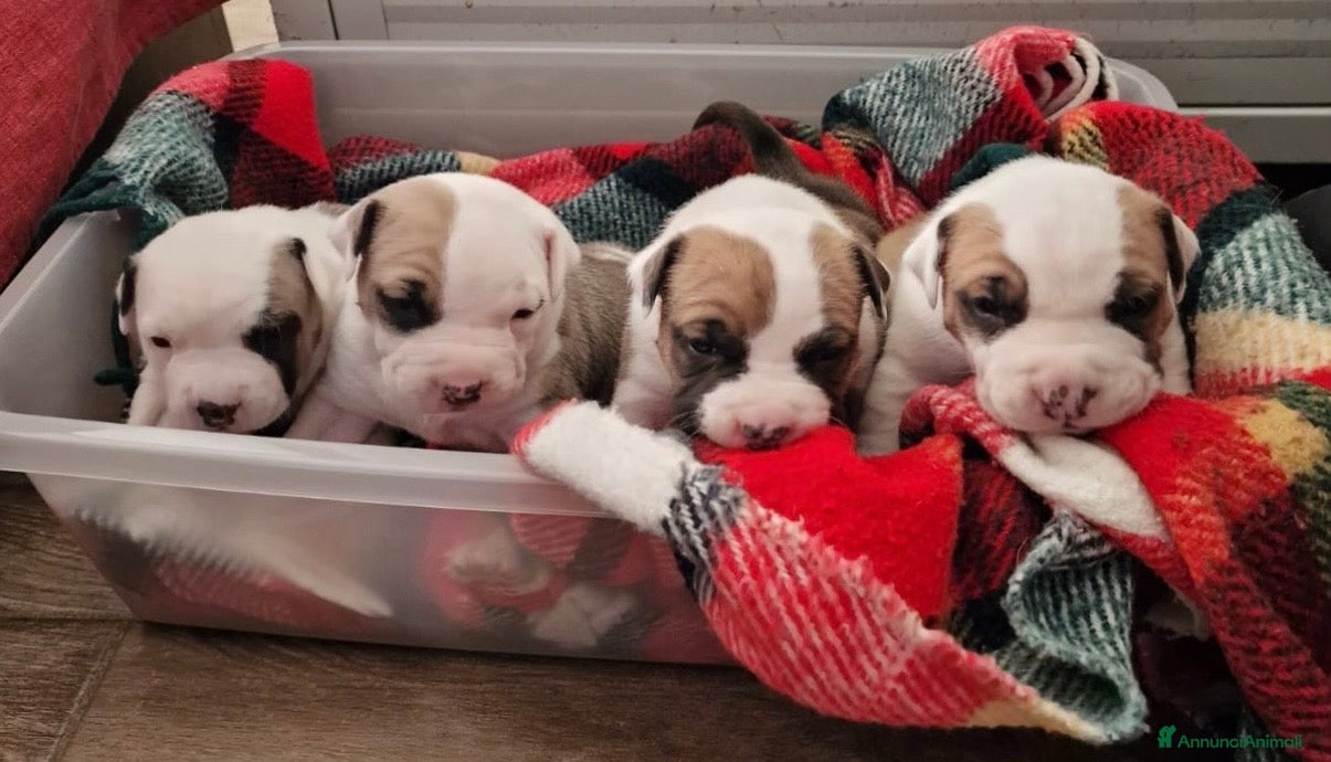 American Staffordshire cani Cuccioli di amstaff disponibili - Annuncio 1