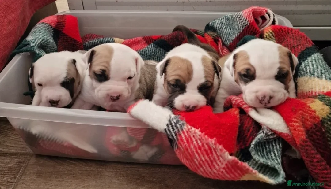 American Staffordshire cani in vendita: Cuccioli di amstaff disponibili - Annuncio 1