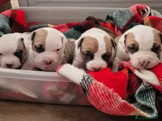 American Staffordshire cani Cuccioli di amstaff disponibili - Annuncio 1