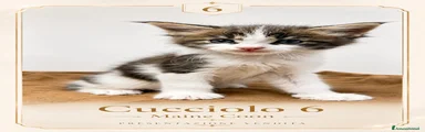 Maine Coon 5