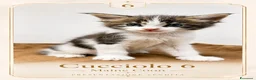 Maine Coon gatti in vendita: MaineCoon - Annuncio 2