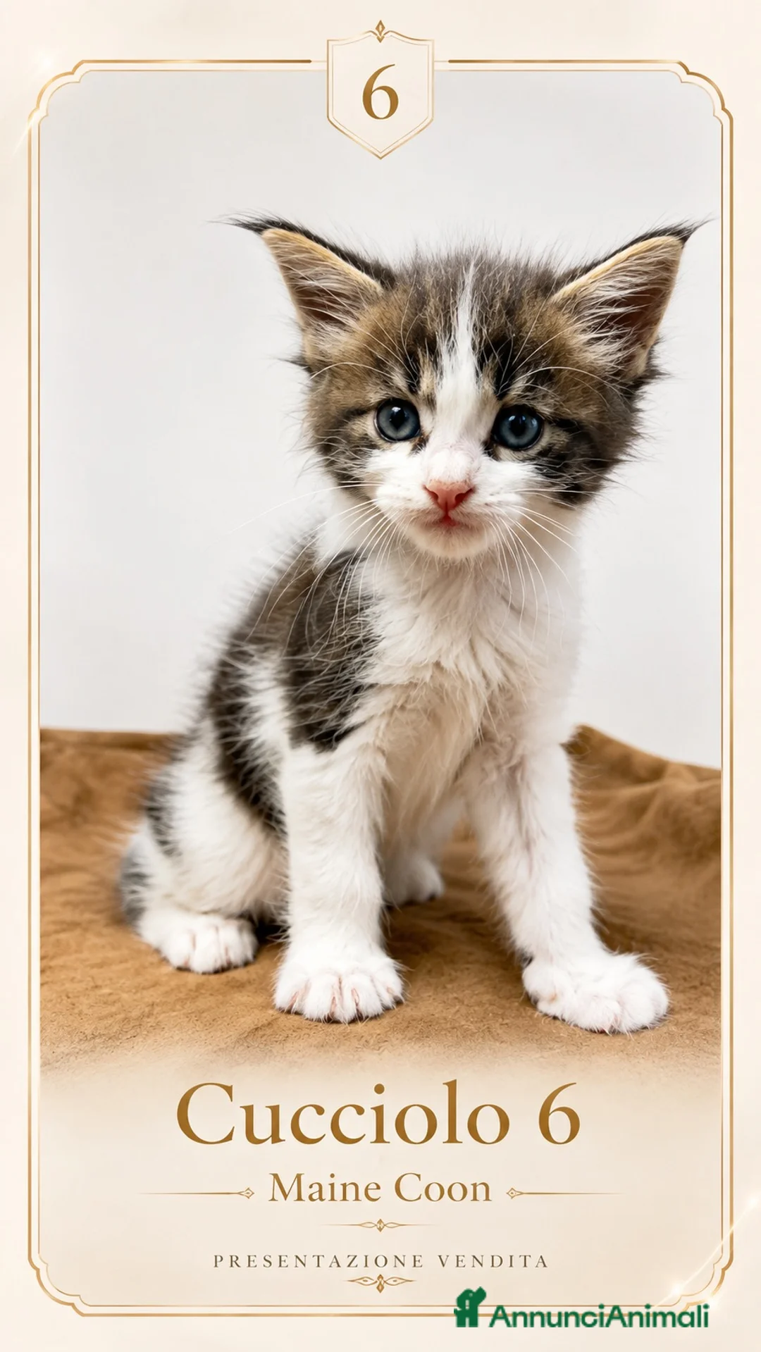 Maine Coon gatti in vendita: MaineCoon - Annuncio 2