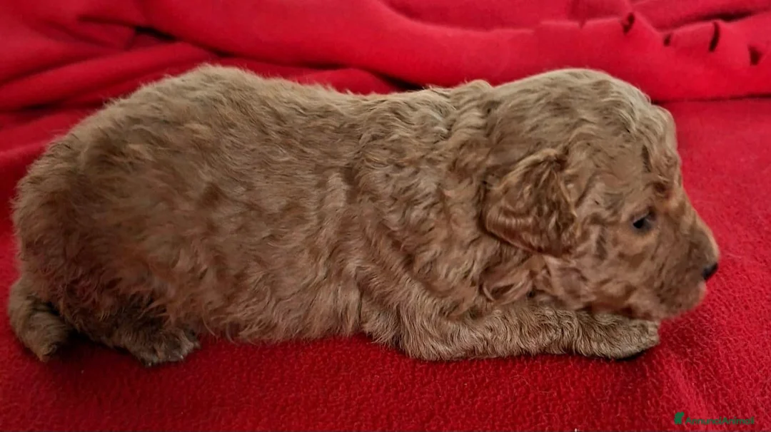 Barboncino Toy cani in vendita: Cuccioli di Barboncino Toy Red - Annuncio 4