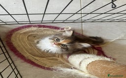 Persiano gatti in vendita: Gattine persiane normotipo  a Provincia di Reggio Emilia - Immagine 4