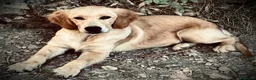Golden Retriever cani in vendita: Golden Retriever cuccioli - Annuncio 4