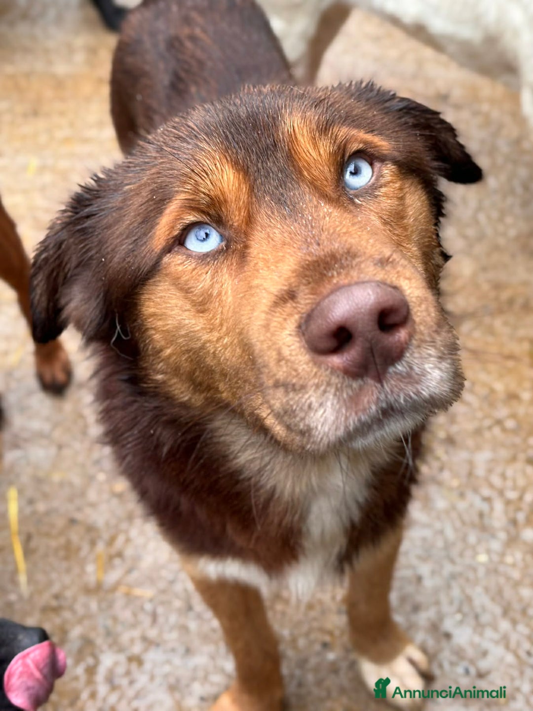 Meticcio cani in regalo: AURON, dagli occhi più belli del mondo! - Annuncio 3