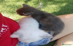 Meticcio gatti in regalo: LA SPLENDIDA TEMPESTA - Immagine 6