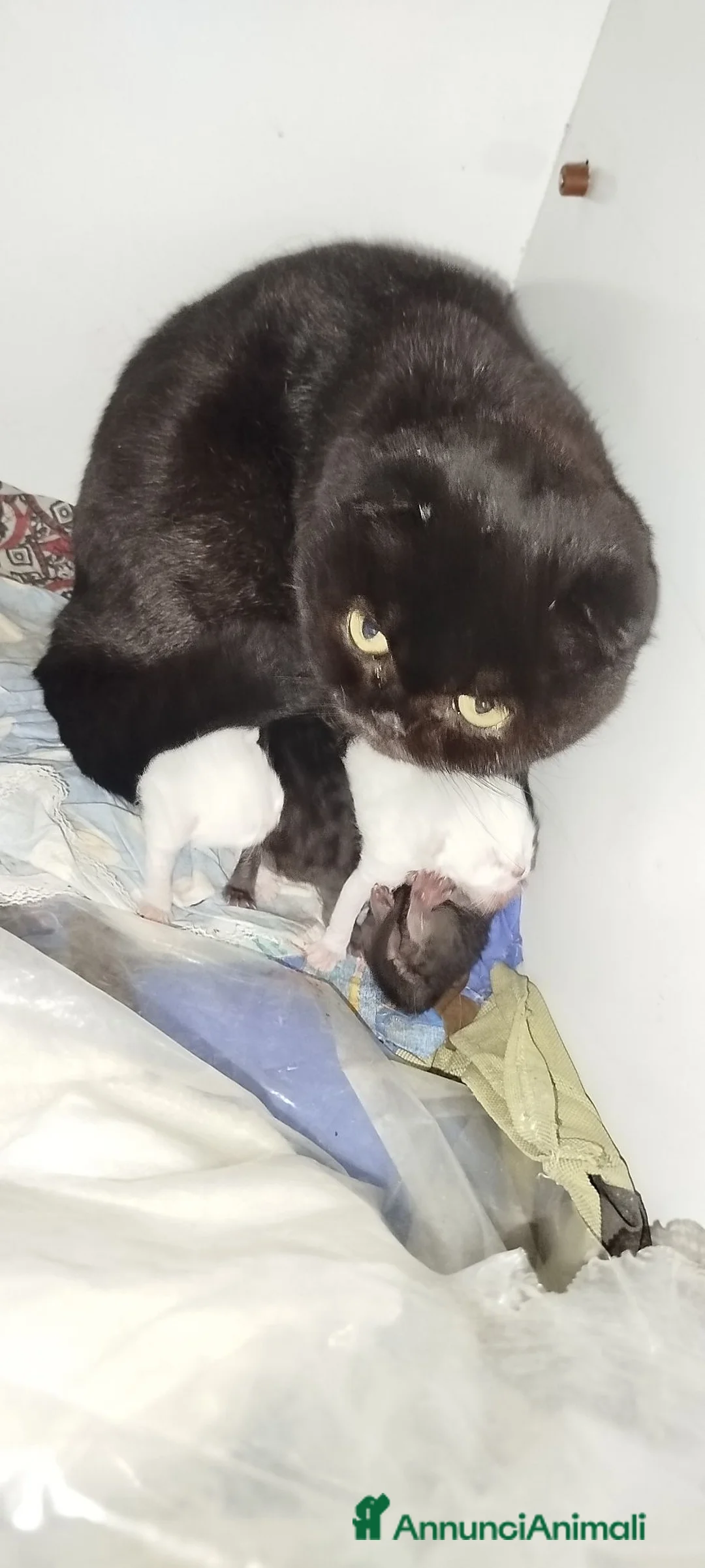 Scottish gatti in vendita: Cuccioli bellissimi di SCOTTISH FOLD   - Annuncio 11