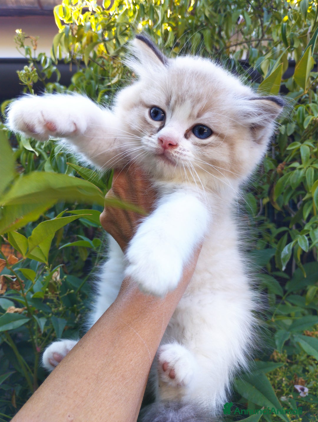 Ragdoll gatti in vendita: Cuccioli RAGDOLL con Pedigree Ministeriale AGI  a Provincia di Teramo - Immagine 4