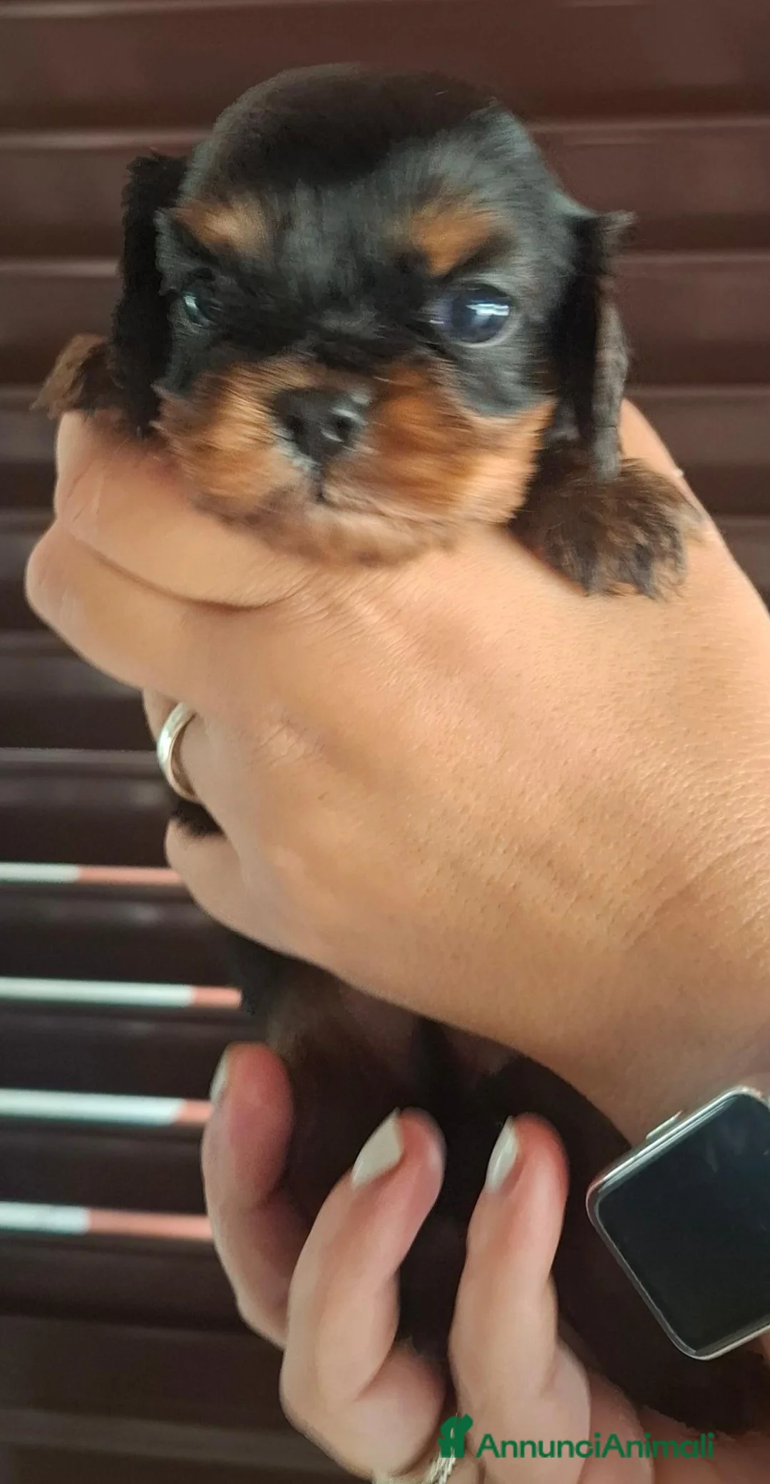 Cavalier King cani in vendita: Cavalier king black and tan pedigree  - Annuncio 6