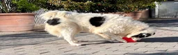 Meticcio cani in regalo: SIMBA ASPETTA SEMPRE UNA FAMIGLIA - Annuncio 5
