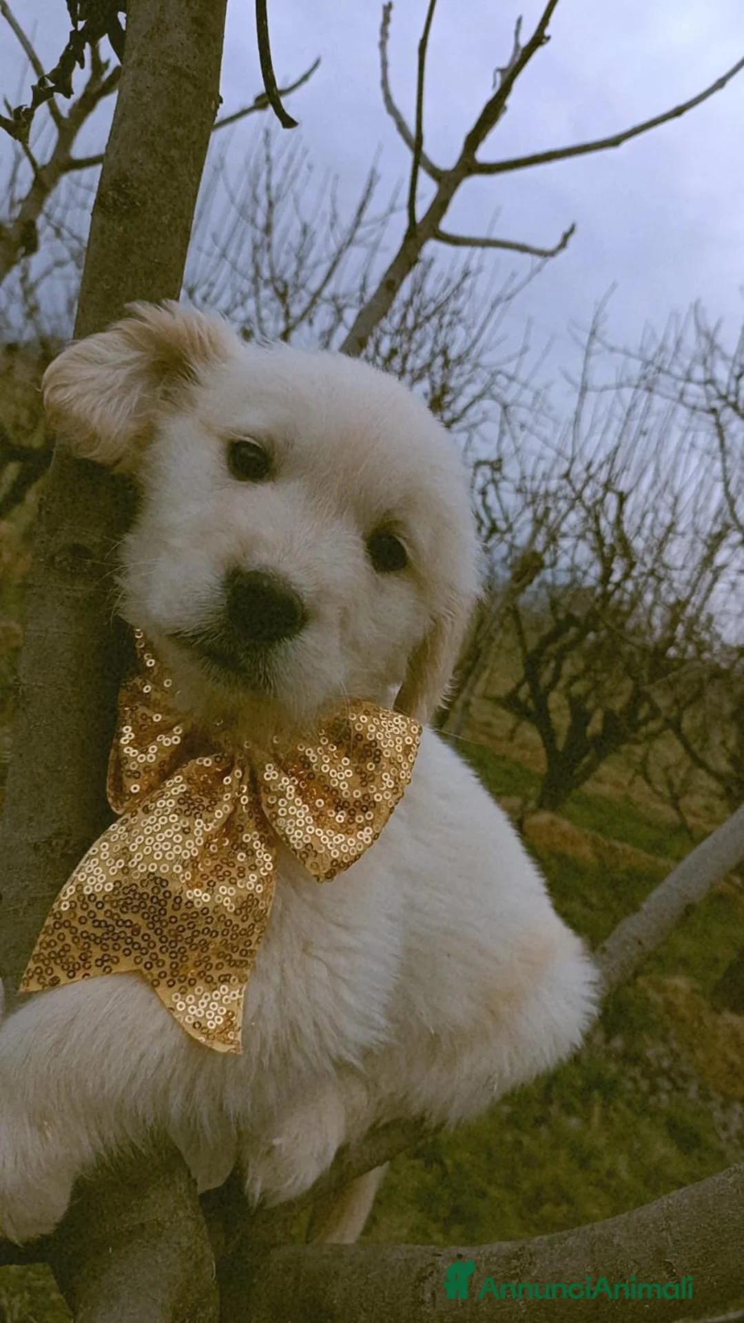 Golden Retriever cani in vendita: Golden retriever cuccioli - Annuncio 5