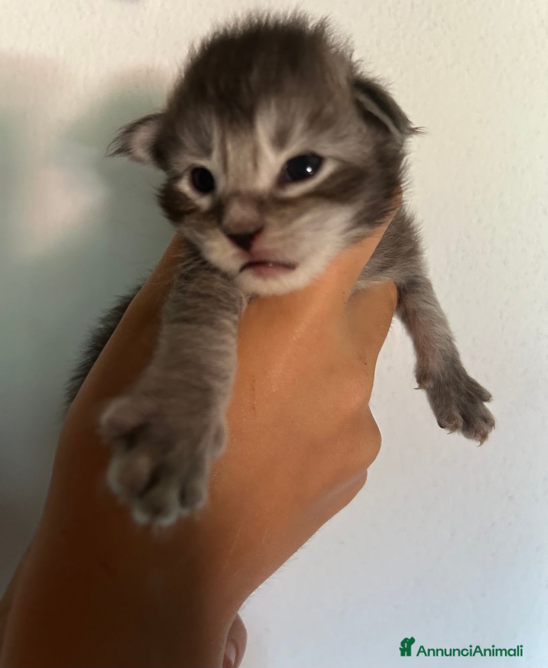 Maine Coon gatti in vendita: Gattini MaineCoon  a Provincia di Savona - Immagine 4