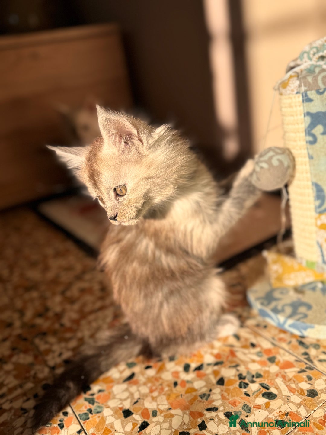 Maine Coon gatti in vendita: Cucciola di Maine Coon - Ped. AFSI - Annuncio 3