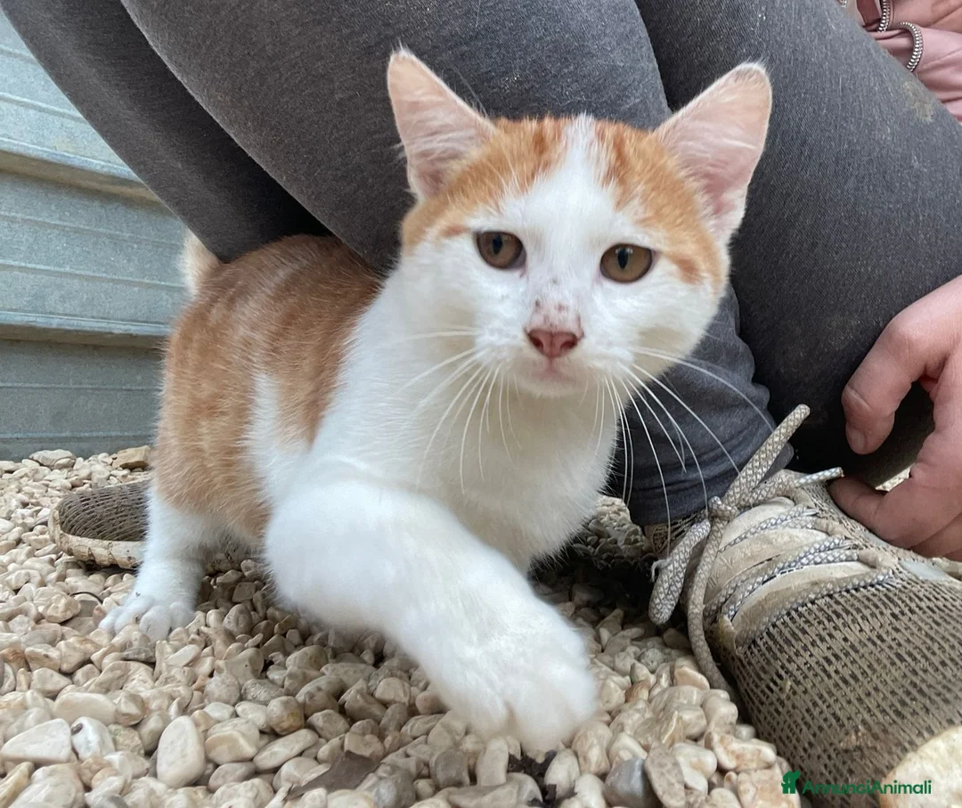 Meticcio gatti in regalo: KANGA e POOH - Annuncio 11