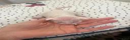 Sphynx gatti in vendita: Don sphynx brush a Provincia di Reggio Emilia - Annuncio 4