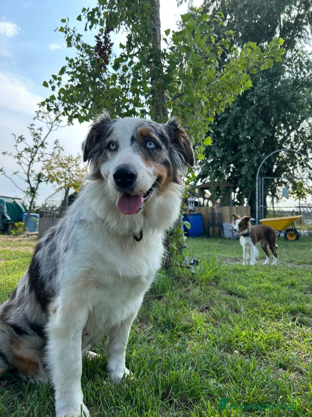 Australian Shepherd cani in vendita: Pastore australiano  - Annuncio 1