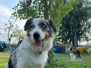 Australian Shepherd cani Pastore australiano - Annuncio 2