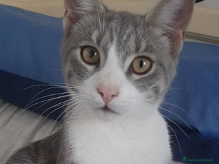 Europeo gatti DENNY, tenero micino in adozione! - Annuncio 29