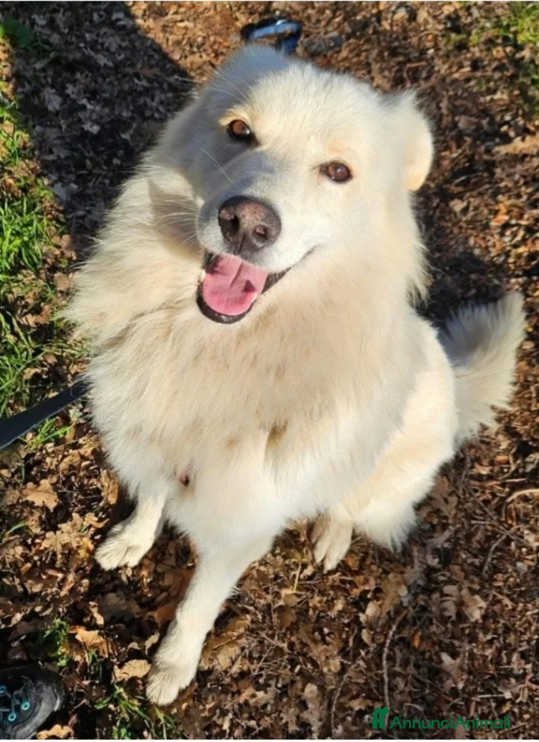 Meticcio cani in regalo: 4anni tg media DA 2ANNI IN CANILE..SOS NOVARA - Annuncio 1