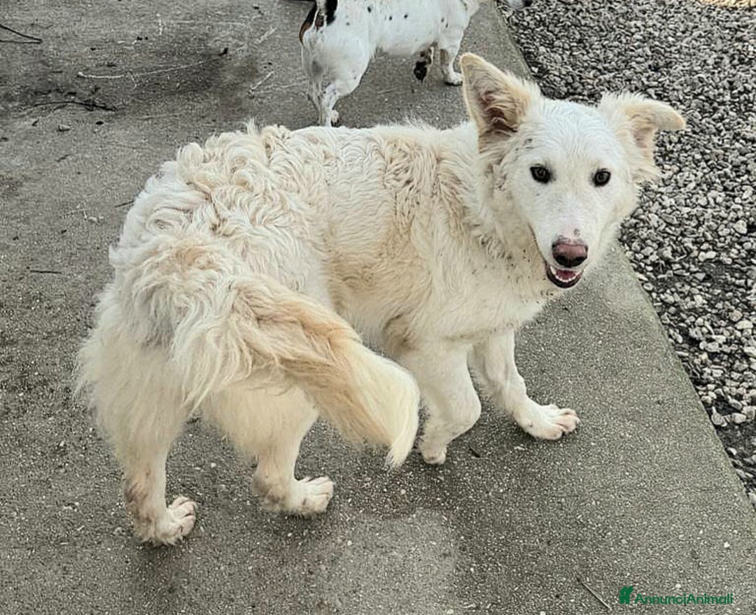 Meticcio cani in regalo: Curzio 10 mesi taglia media  - Annuncio 6