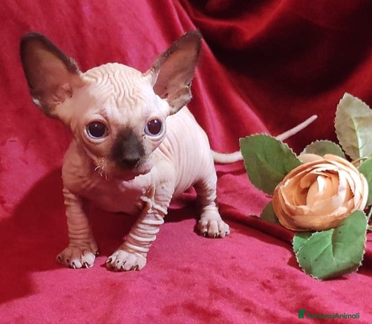 Sphynx gatti - Annuncio 1