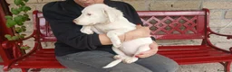 Meticcio cani in regalo: MAGGIE DOLCISSIMA CUCC. HA BISOGNO DEL TUO AMORE - Annuncio 4